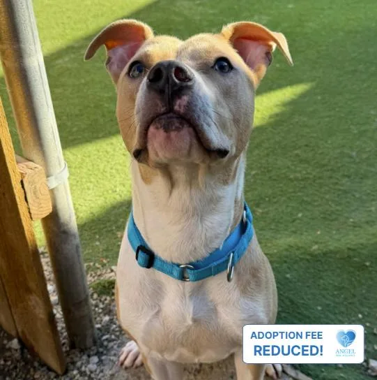 A young medium-sized male Yellow / Tan / Blond / Fawn Pit Bull Terrier dog named Nantucket for adoption in Naperville, IL