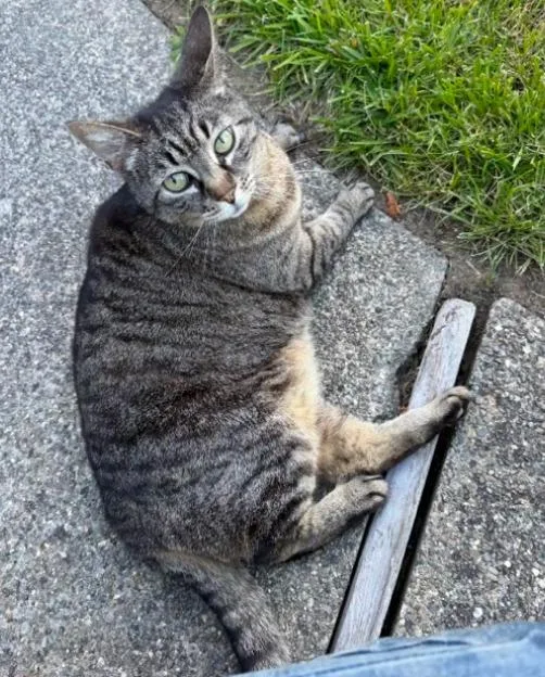 An adult medium-sized female Domestic Short Hair cat named Lady for adoption in Napa, CA