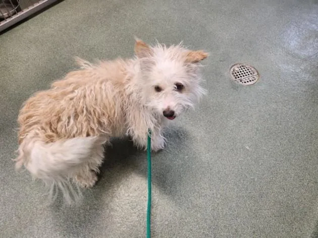 A young medium-sized male Mixed Breed dog named Snarf for adoption in Santa Fe, NM