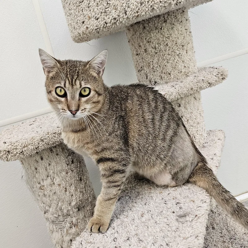 A baby medium-sized male Tabby (Brown / Chocolate) Domestic Short Hair cat named Lucas for adoption in Waynesville, NC