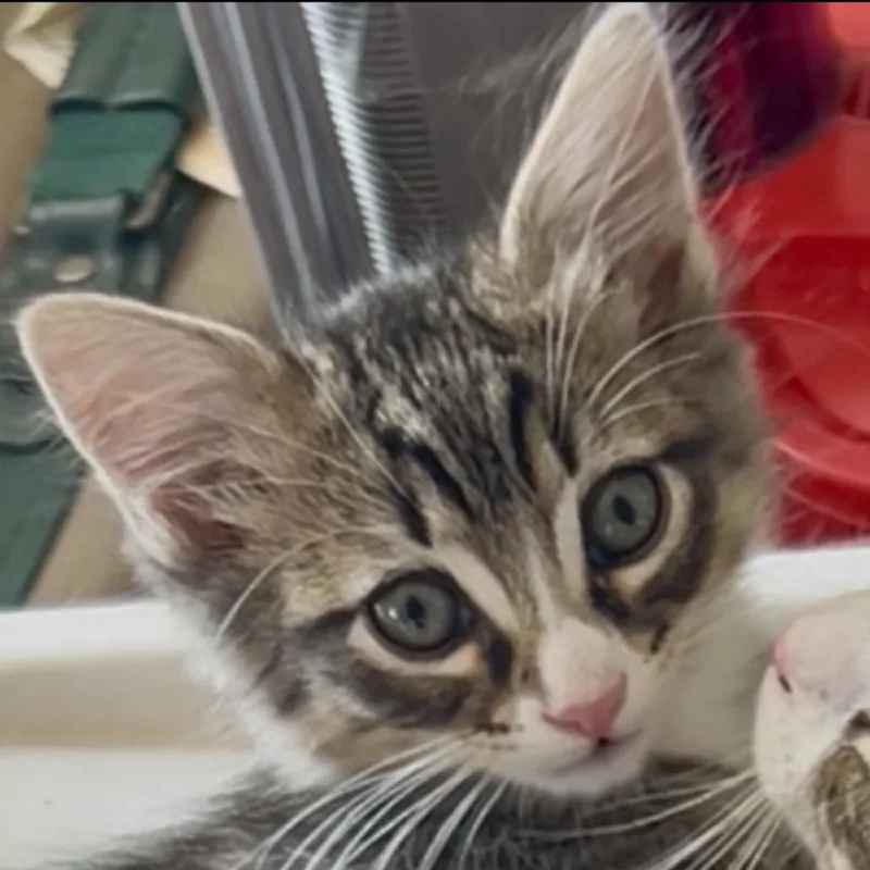 A baby small-sized male Brown / Chocolate Domestic Short Hair cat named Dane for adoption in Pleasant Hill, CA