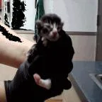 Dane thumbnail 4