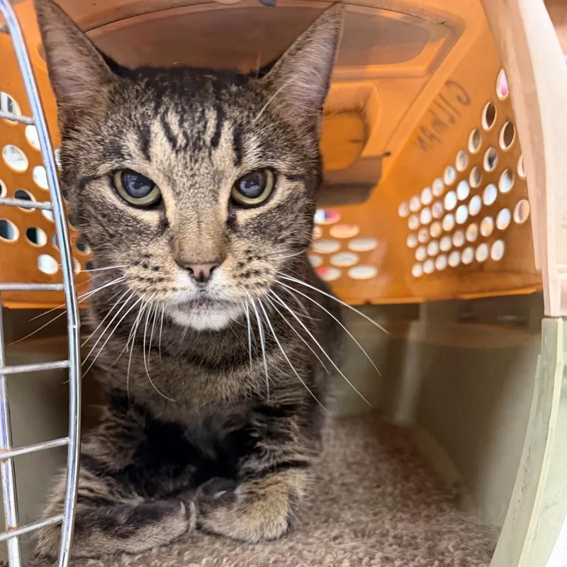 A senior medium-sized female Black Domestic Short Hair cat named Toby for adoption in Las Cruces, NM