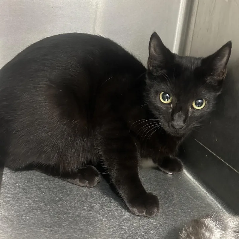 A baby medium-sized male Black Domestic Short Hair cat named Boo for adoption in Floresville, TX