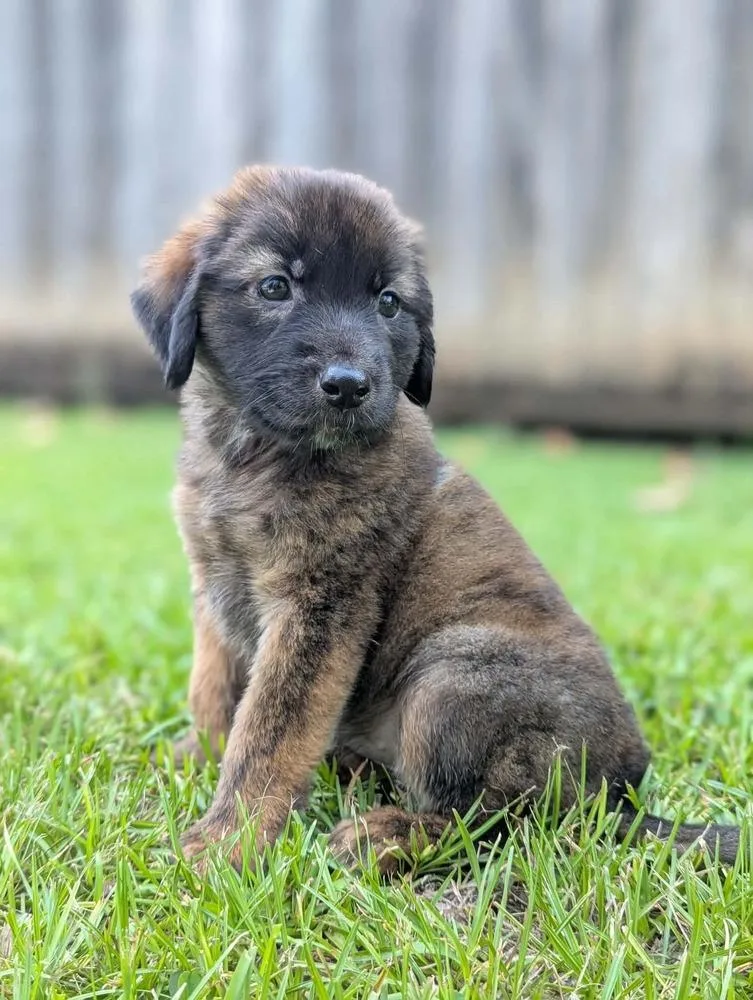 A baby small-sized female Tricolor (Brown, Black, & White) Australian Shepherd dog named Bean for adoption in WARNER ROBINS, GA
