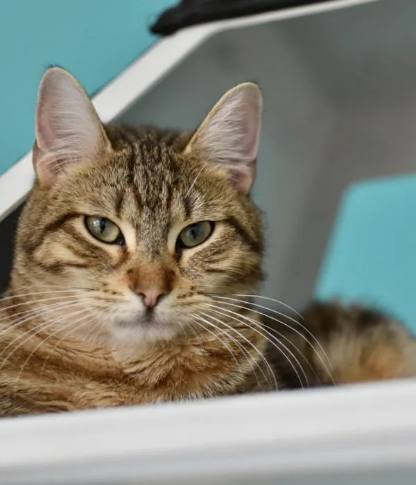 An adult medium-sized male Tabby (Brown / Chocolate) Domestic Short Hair cat named Monument for adoption in Marietta, GA