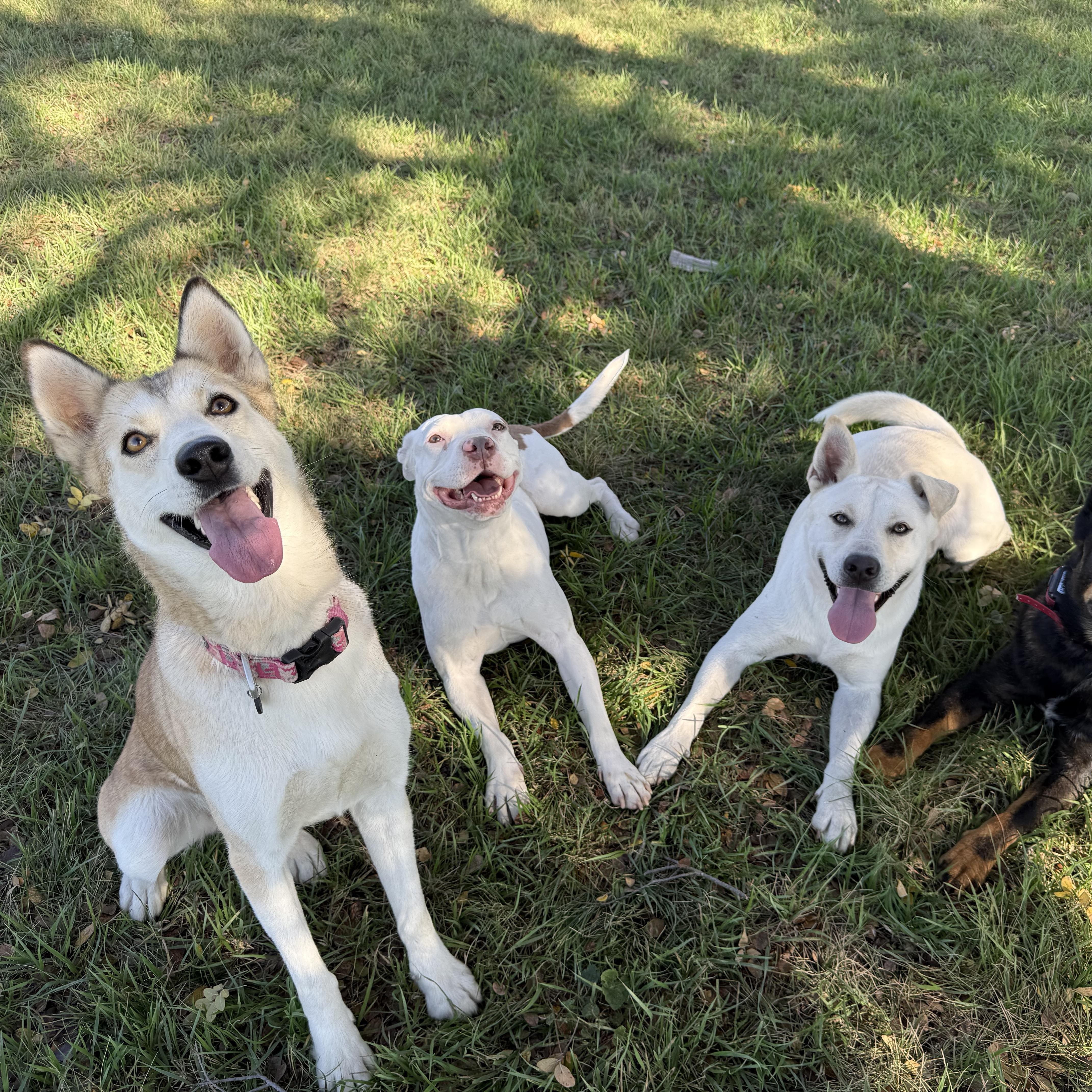 An adult medium-sized female Yellow / Tan / Blond / Fawn Siberian Husky dog named Nakida for adoption in Gatesville, TX