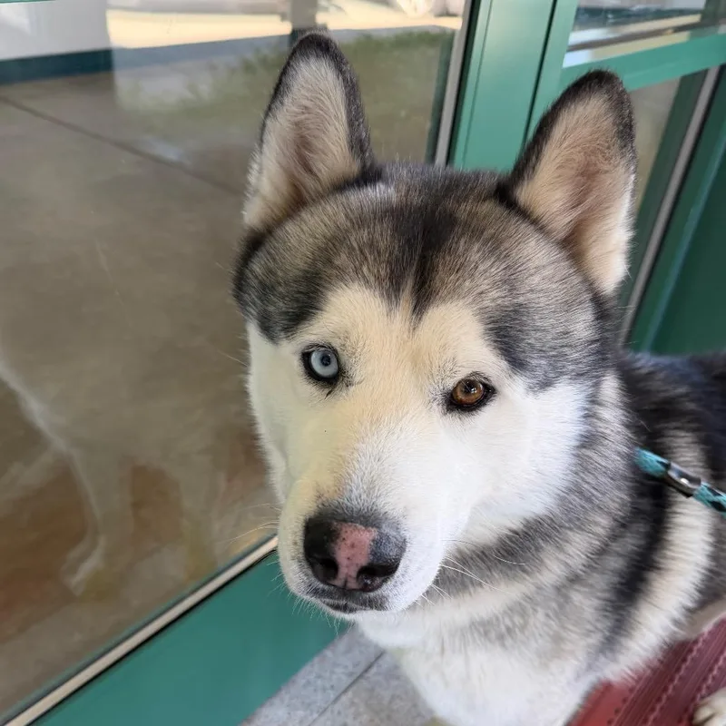 An adult medium-sized male White / Cream Siberian Husky dog named Tazo for adoption in Reno, NV
