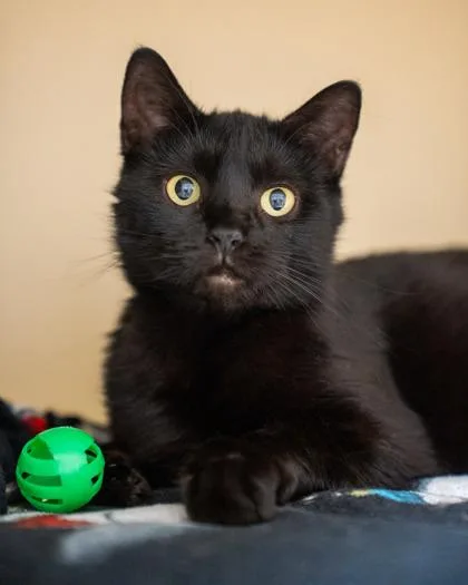 An adult medium-sized female Domestic Short Hair cat named Roxy for adoption in Pequot Lakes, MN