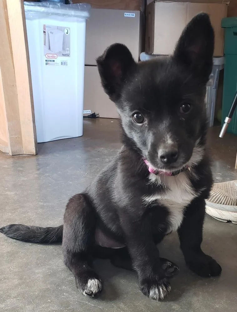 A baby small-sized female Tricolor (Brown, Black, & White) Australian Shepherd dog named Sis for adoption in Challis, ID