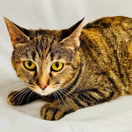 An adult small-sized female Brown / Chocolate Domestic Short Hair cat named Kiki for adoption in Greensburg, PA