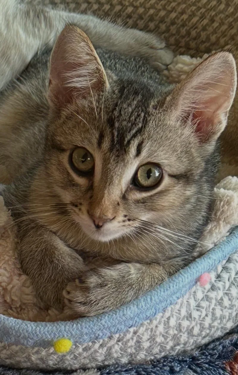 Meet Captain A