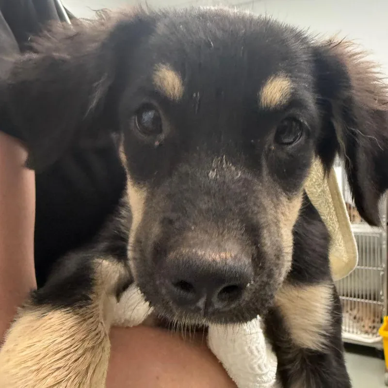 A baby medium-sized female Brown / Chocolate Labrador Retriever dog named Fable for adoption in Abilene, TX