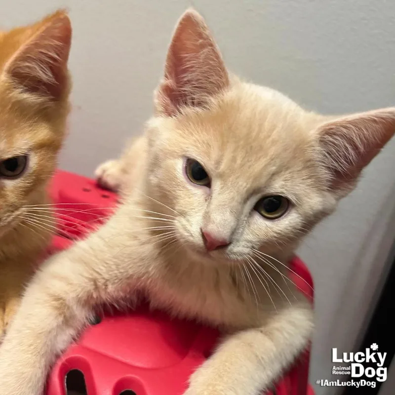 A baby medium-sized male Buff / Tan / Fawn Domestic Short Hair cat named Colm for adoption in Washington, DC