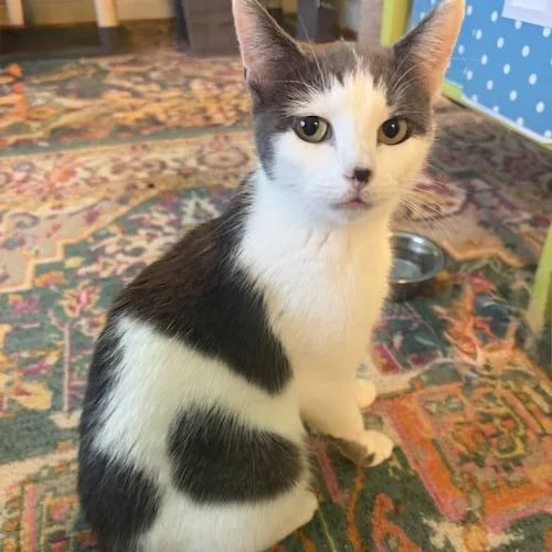 An adult small-sized female Gray / Blue / Silver Domestic Short Hair cat named Aurora   Apply for adoption in Georgetown, KY