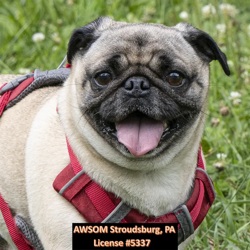 An adult small-sized female Apricot / Beige Pug dog named Rainy for adoption in Stroudsburg, PA
