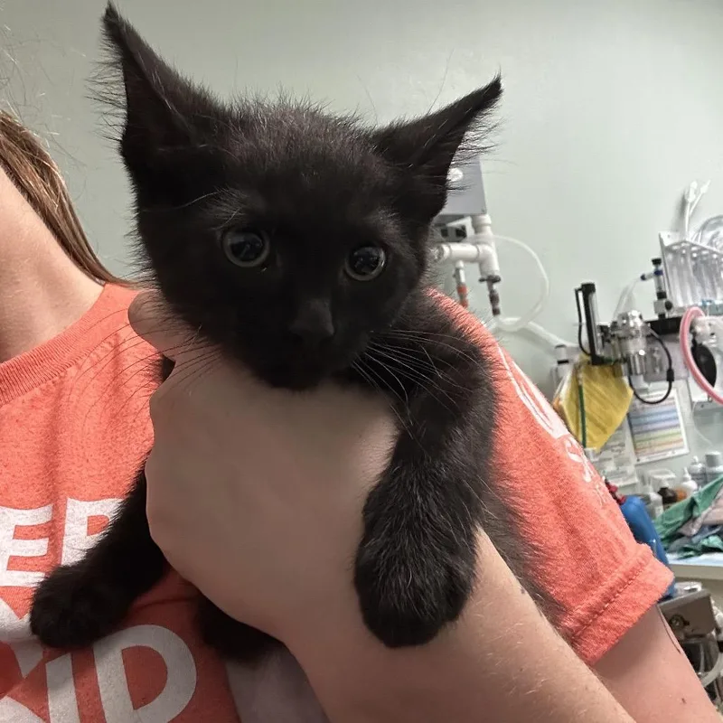 A baby small-sized female Black Domestic Short Hair cat named Elsie for adoption in Titusville, FL