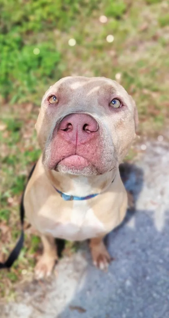 A young large-sized female Catahoula Leopard Dog dog named Catarinabig  Sweet Hugger! for adoption in Fort Myers, FL