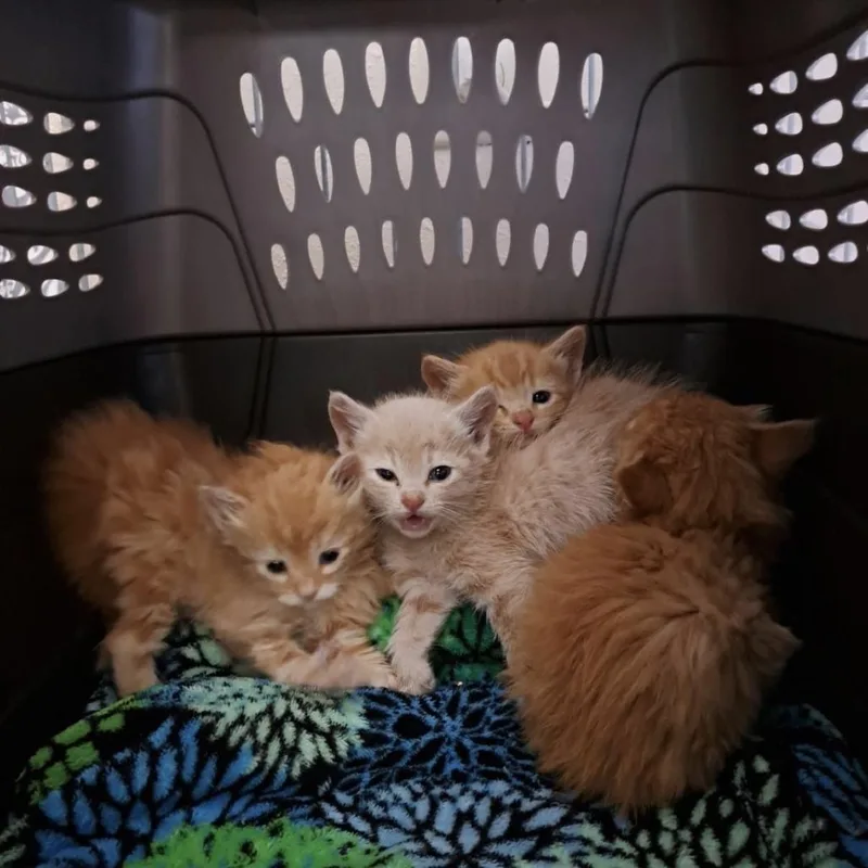 A baby small-sized female Orange / Red Domestic Short Hair cat named Perlino for adoption in Kanab, UT