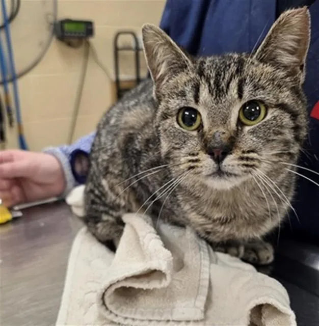 A young small-sized female Domestic Short Hair cat named Jazzy for adoption in Aliquippa, PA