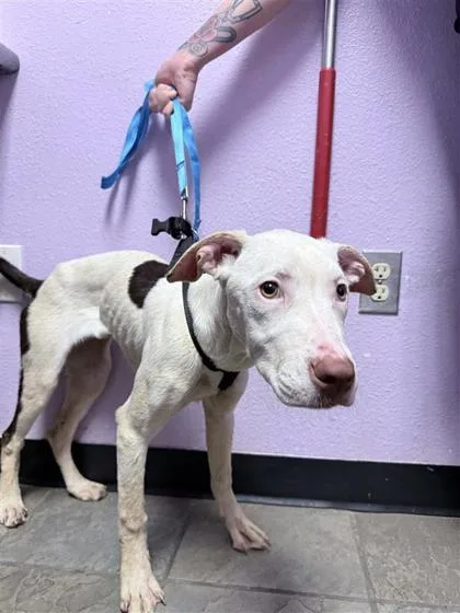 A baby medium-sized female White / Cream American Staffordshire Terrier dog named 61586369 for adoption in El Paso, TX