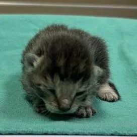 A baby small-sized female Brown / Chocolate Domestic Short Hair cat named Juri Han for adoption in Redmond, WA