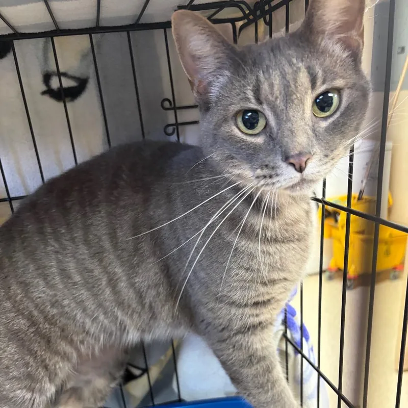 A young medium-sized female Gray / Blue / Silver Domestic Short Hair cat named Polly for adoption in Ashtabula, OH