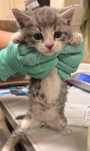 A baby small-sized male Domestic Short Hair cat named Yoshi for adoption in Riverside, CA