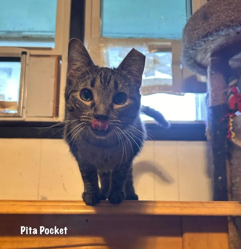 An adult medium-sized female Domestic Short Hair cat named Polly Pocket for adoption in Windsor, CT