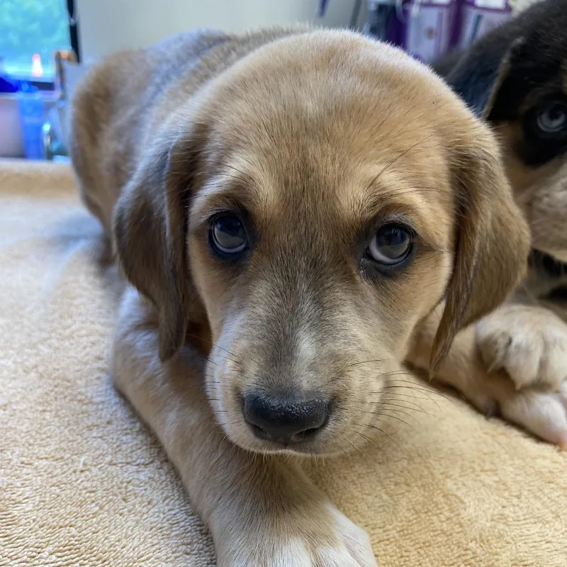 A baby medium-sized female Yellow / Tan / Blond / Fawn Mixed Breed dog named Lemon for adoption in Red House, WV