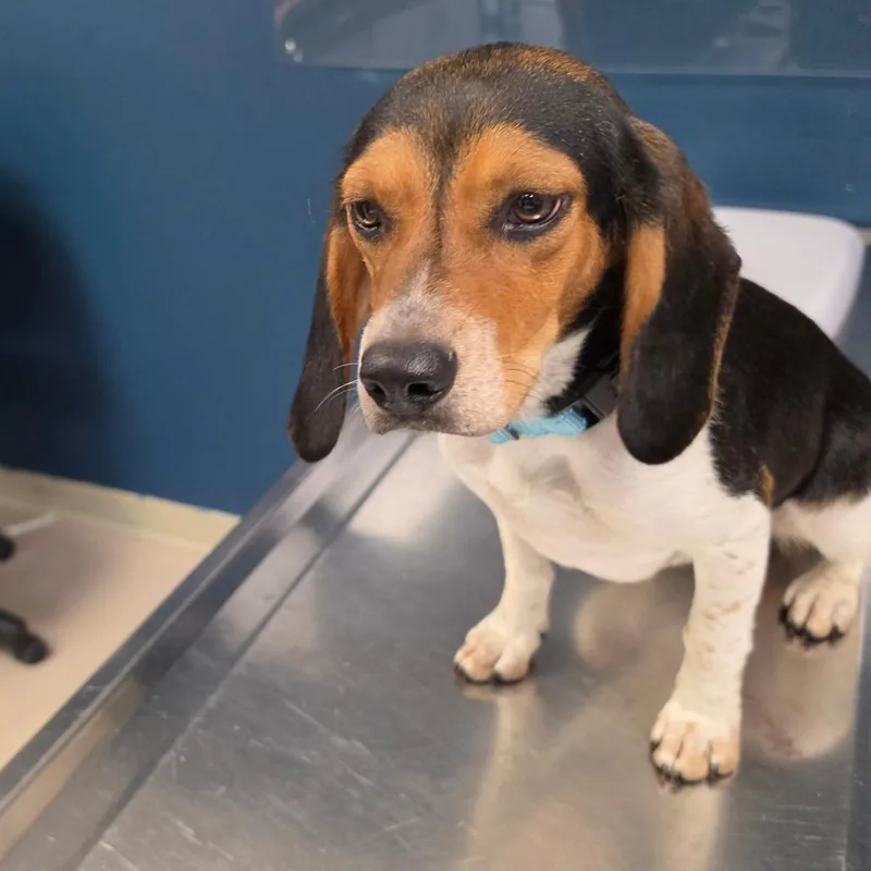 A young small-sized female Yellow / Tan / Blond / Fawn Beagle dog named Autumn for adoption in Newark, NJ