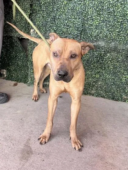 An adult large-sized male Brown / Chocolate Shar-Pei dog named Chad for adoption in El Paso, TX