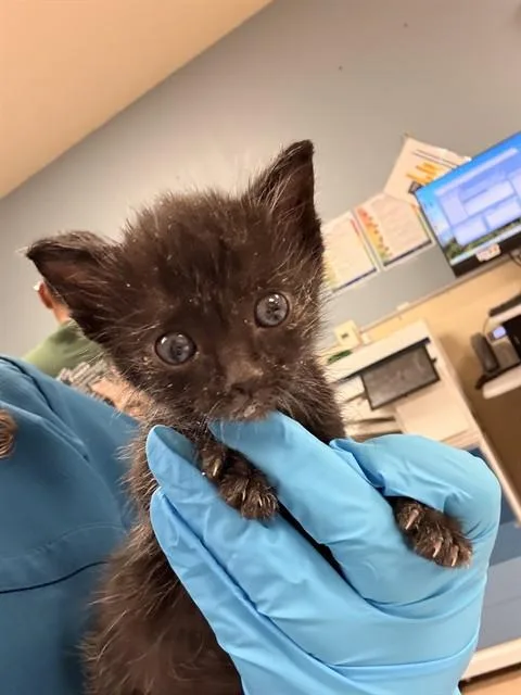 A baby small-sized female Domestic Short Hair cat named Snooki for adoption in Riverside, CA