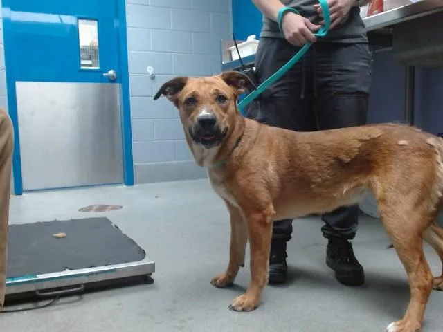 A young medium-sized female Labrador Retriever dog named Stitch for adoption in Albuquerque, NM