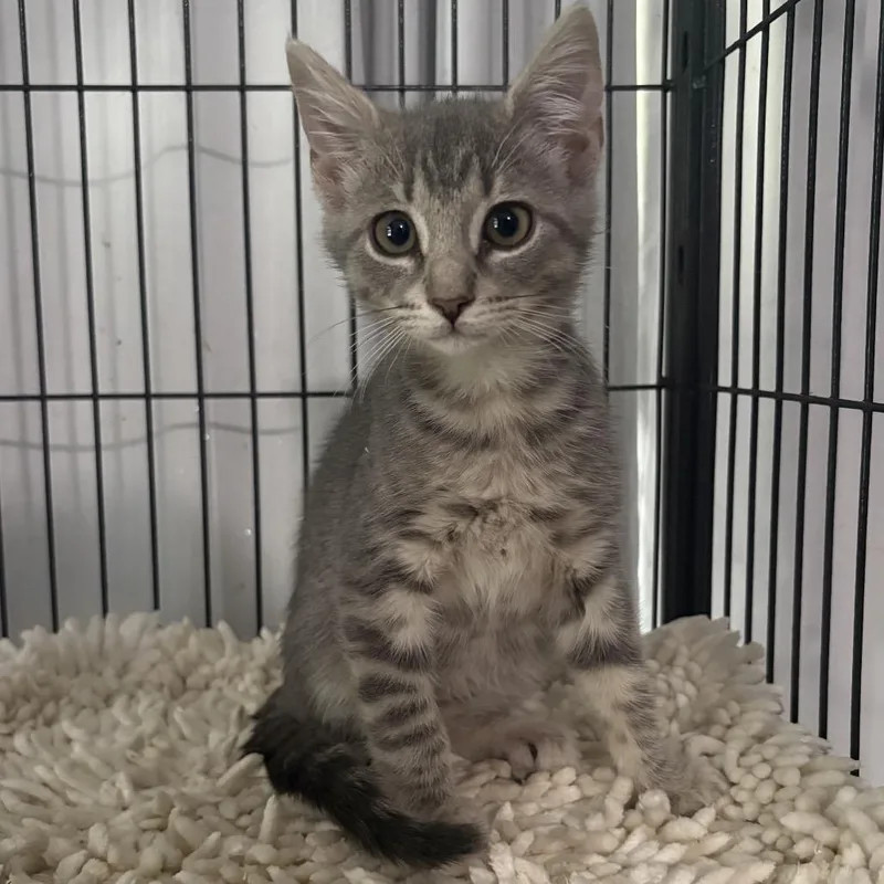 Hot Sauce thumbnail 2