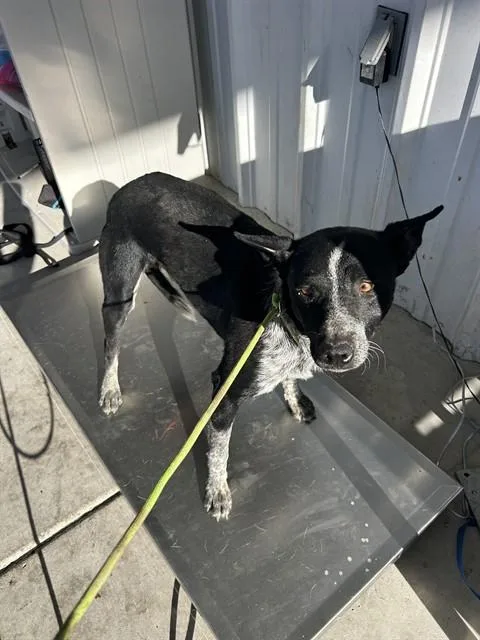 A young medium-sized male Australian Cattle Dog / Blue Heeler dog named Cowrie for adoption in Bakersfield, CA