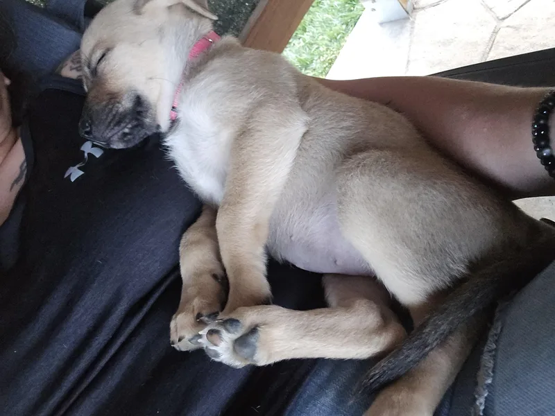 A baby medium-sized female German Shepherd Dog dog named Georgia Rose for adoption in Houston, TX
