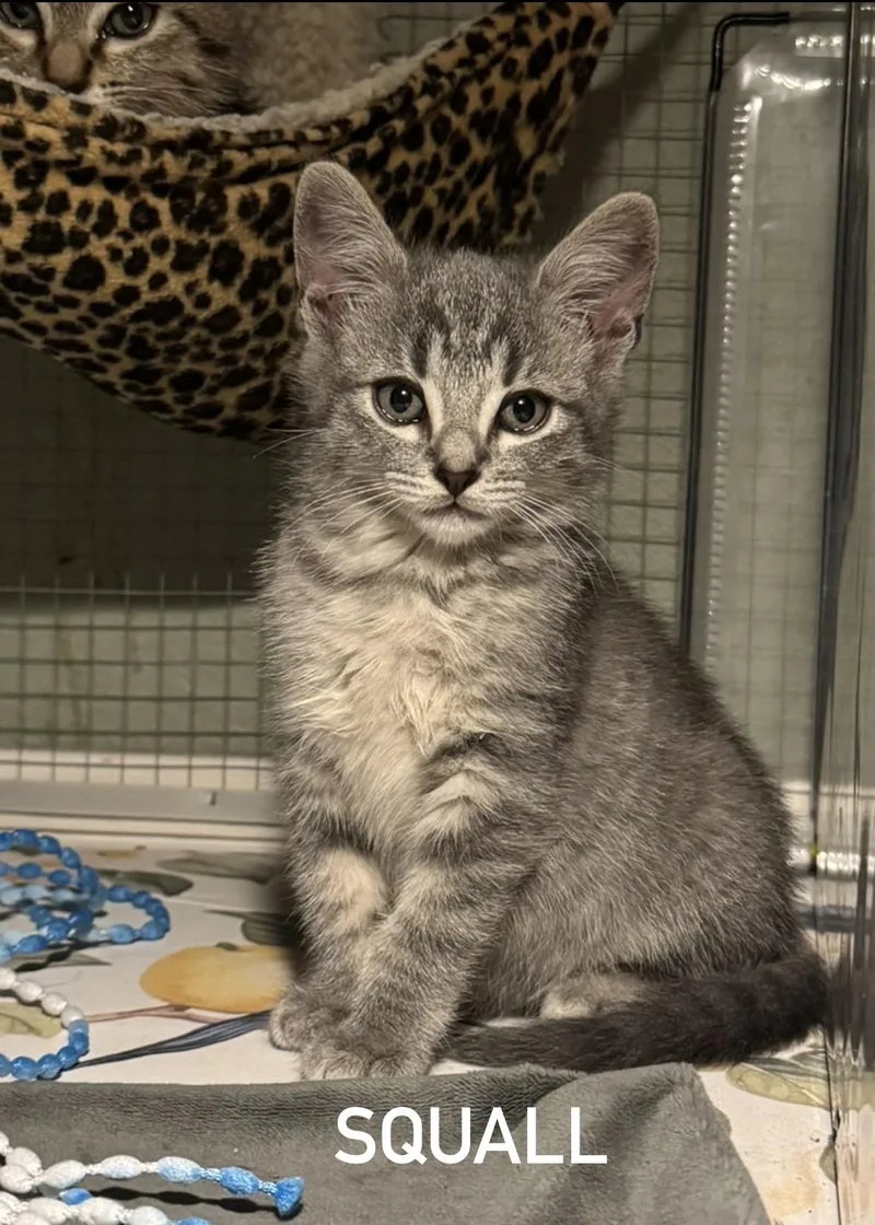 A baby medium-sized female Tabby (Gray / Blue / Silver) Domestic Short Hair cat named Squall for adoption in Houston, TX