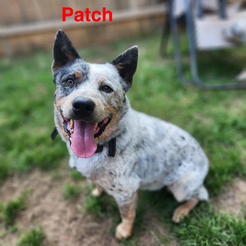 Patch thumbnail 3