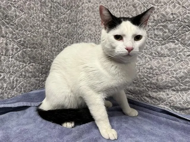 A young small-sized male Domestic Short Hair cat named Mew for adoption in Agoura, CA