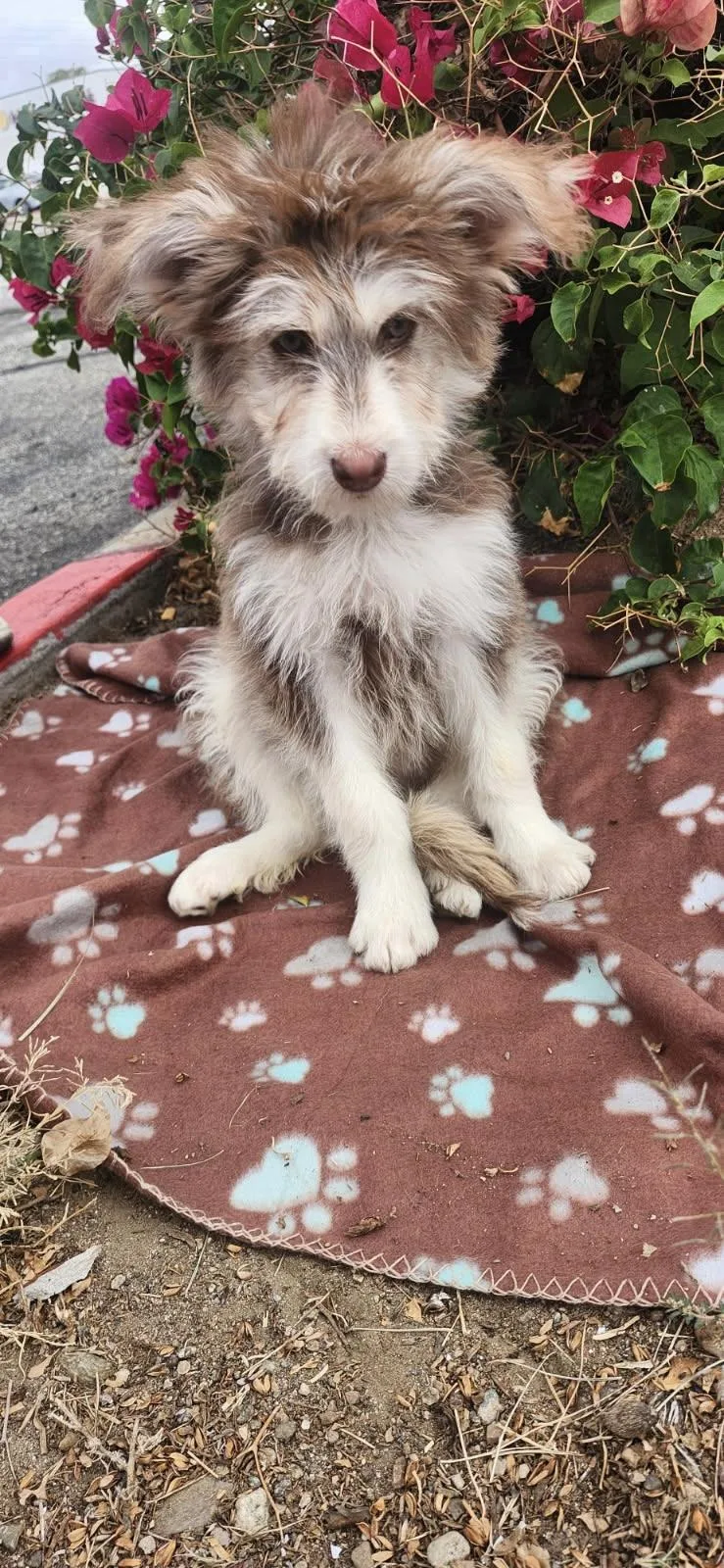A young medium-sized female Goldendoodle dog named Kona for adoption in Torrance, CA