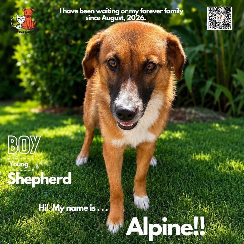 A young medium-sized male Brown / Chocolate Shepherd dog named Alpine for adoption in Westminster, CA
