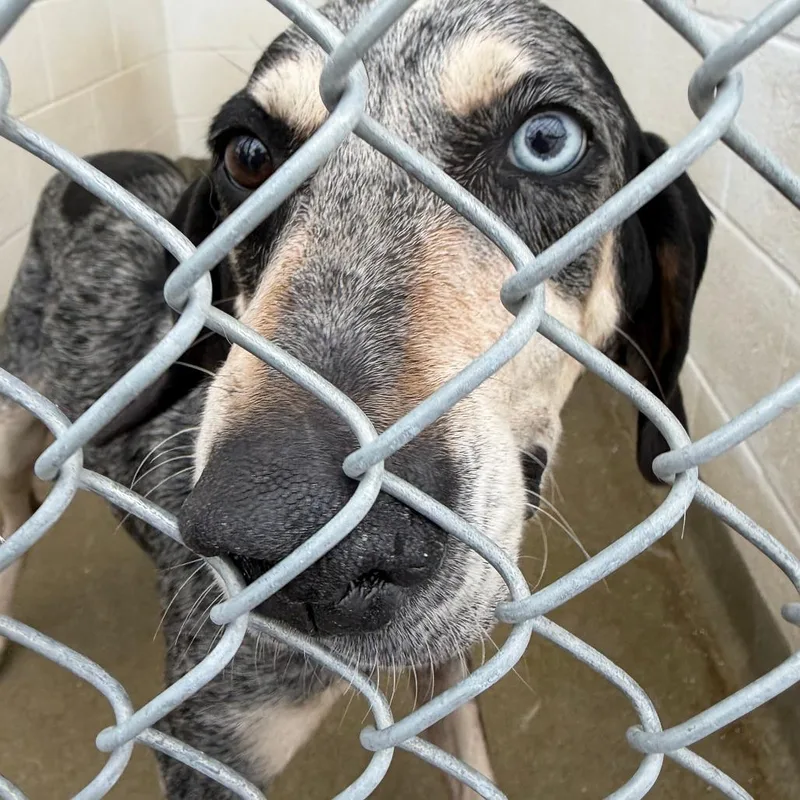 An adult large-sized female Gray / Blue / Silver Hound dog named 71463 for adoption in Harrisonburg, VA