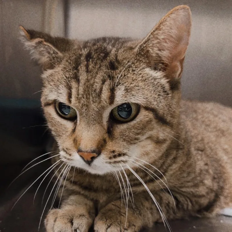 A senior medium-sized female Brown / Chocolate Domestic Short Hair cat named Loaf for adoption in Tuscaloosa, AL