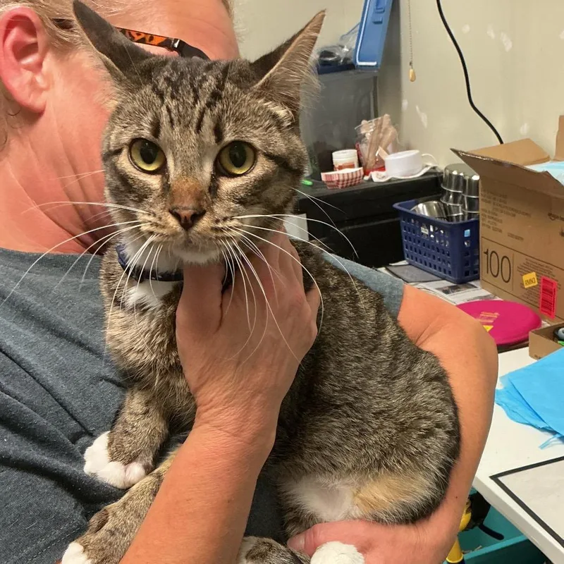 A young medium-sized female Brown / Chocolate Domestic Short Hair cat named Baby for adoption in Elizabeth City, NC