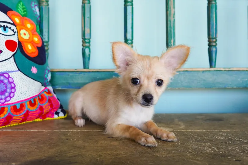 A young small-sized female White / Cream Chihuahua dog named Minnie for adoption in San Antonio, TX