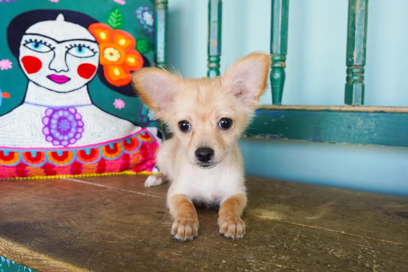 Minnie thumbnail 3