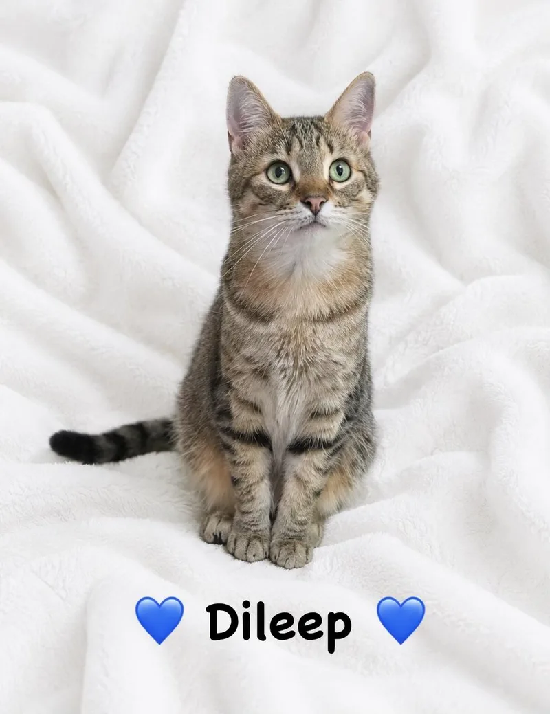 A young medium-sized male Tabby (Brown / Chocolate) Domestic Short Hair cat named Dileep for adoption in Copley, OH