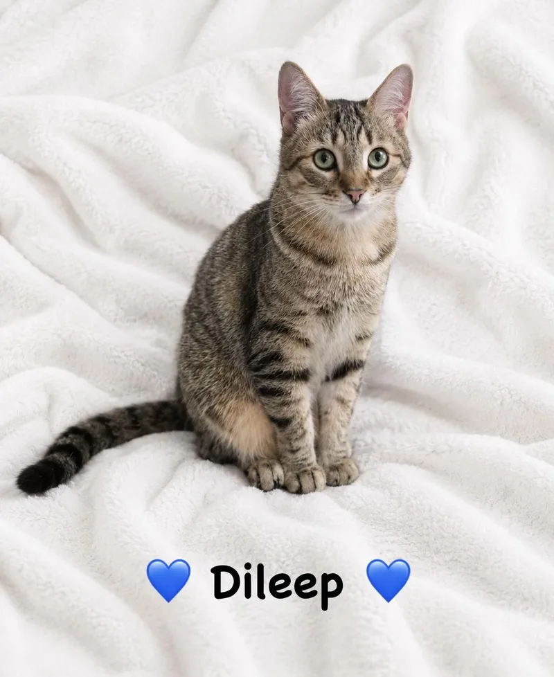 Dileep thumbnail 2