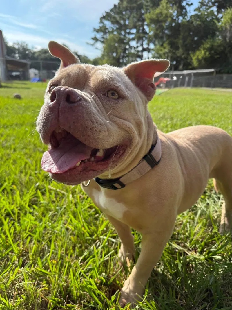 An adult medium-sized female American Bulldog dog named Coconut for adoption in Alvin, TX